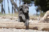 CANE CORSO 481